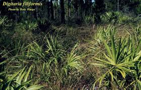 Image result for Digitaria acuminatissima