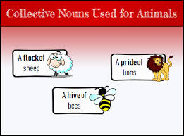 English collective nouns list, common collective noun list; Collective Nouns What Are Collective Nouns