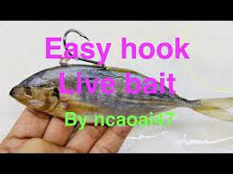 Easy Hook Live Bait Fishing Rig Cach Moc Mồi Ca Tom Youtube In 2021 Fishing Rigs Live Bait Fish