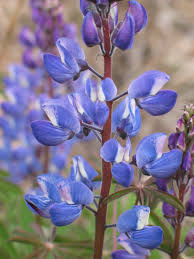 The scientific name of sundial lupine is lupinus perennis l. Lupinus Perennis Sundial Lupine Image Biolib Cz