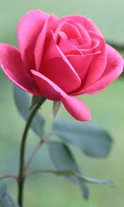 See more ideas about flower wallpaper, rose wallpaper, flowers. Hd Rose Flowers Live Wallpaper For Android Apk Download