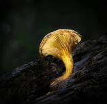 Naturalist Michael Marchiano- Mushrooms & Fungi