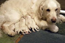 What to expect with a golden retriever puppy. Takoda Dogs Has Golden Retriever Puppies For Sale In Michigan City In On Akc Puppyfinder Retriever Puppy Golden Retriever Dogs Golden Retriever
