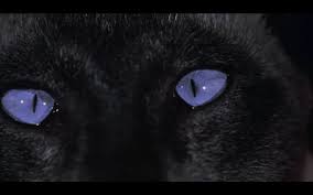 Beautiful Black Cat With Purple Eyes Google Image Result For Https Lh3 Googleusercontent Com S4fbzauw0ei Tyzanf 3 Beautiful Cats I Love Cats Purple Eyes