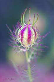 Pastel Flower By Mantophoto Pastel Flowers Seed Pods Flowers Photography