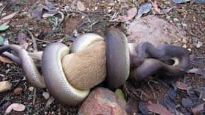 Tokeo la picha la snake and animal park