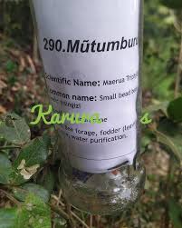 Image result for Maerua triphylla