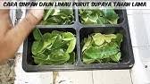 Bagi anda yang ingin membuatnya namun tidak tahu resepnya, maka anda bisa simak resep dan cara membuat sayur/sup kacang merah daging sapi di. Cara Simpan Daun Sup Daun Kari Agar Tahan Lama Youtube