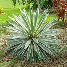 Image result for Yucca