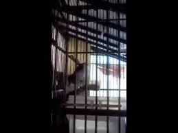 Burung srdc bali gacor sangat merdu om kicau kicau mania. Ciblek Kristal Muda Ngalung Brem Om Adjiecoze Youtube