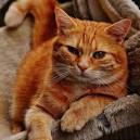 10 Large Cat Breeds: All The Basics About Big ... - Care