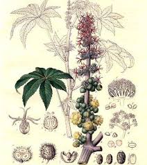 Image result for Ricinus communis