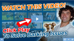Stop the barking, try barxbuddy today for just $39.95. 5 Reasons Your Dog Barks At Strangers On Walks And How To Stop It