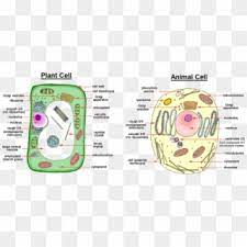 Check spelling or type a new query. Image Showing Difference Between Animal Cell And Plant Animal And Plant Cell Easy Drawing Hd Png Download 957x405 3382652 Pngfind