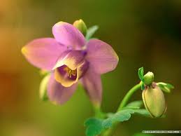 Narcissus Flower For My Tattoo Daughters Birth Month Flower Narcissus Flower Birth Month Flowers Birth Flowers