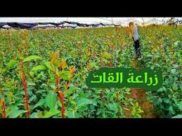 بعد مطالبات شعبية واسعة تبنّاها نشطاء وأطباء، أغلقت الحكومة اليمنية الشرعية، أسواق القات في جميع المحافظات المحررة، ابتداءً من أمس الخميس، ضمن الإجراءات الاحترازية من فيروس كورونا المستجد الذي لم يثبت تسجيل أي. ÙƒÙŠÙ ÙŠØªÙ… Ø²Ø±Ø§Ø¹Ø© Ø§Ù„Ù‚Ø§Øª Youtube