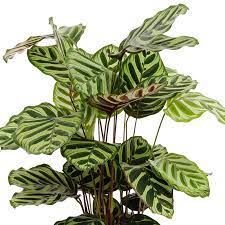 Crocata, calathea are not grown for their flowers. Calathea Pflege Pfeilwurze 123zimmerpflanzen