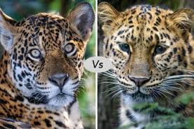 Leopard and jaguar are virtually the same height, with the average south american cat just a couple of centimetres taller than an african leopard at the shoulder. Jaguar Vs Leopard Fight Comparison Who Will Win Discover Animal