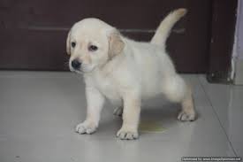 Labrador Puppy Labrador Labrador Puppy Dogs