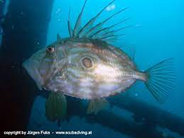 We did not find results for: Wrack Peltastis Wrack Der Peltastis Krk Foto 168063 Auf Taucher Net