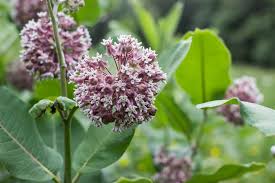 Milkweed Capers Recipe Milkweed Flower Milkweed Planting Herbs