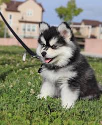 You can purchase this breed from either a pet store or a breeder. Pin By Michaelrobb On Pomsky Pomeranian Puppy Dogs Pomeranian Pomeranian Husky Mix