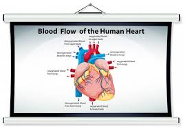 Chart Showing Blood Flow In Human Heart Vector Free Download