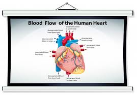 chart showing blood flow in human heart vector free download