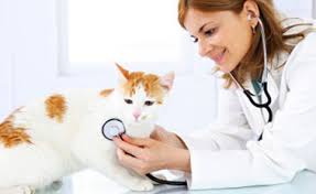 We provide you and your pets with the personal attention you deserve, and the expert, compassionate care you expect. About Us