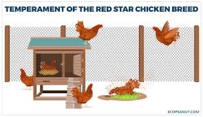This path is designed to move quickly through the game while also giving players the strength they need to have a. Red Star Chicken Breed Guide All You Need To Know
