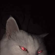 Cat Glitter Gif Cat Glitter Kitty Discover Share Gifs Cats Cat Aesthetic Cute Cats