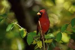 Image result for how many species live in the deciduous forest