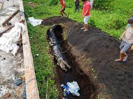 Pelukis yang cuma bisa gambar pelangi j : Terungkap Sebab Kematian Buaya 660 Kg Yang Makan Orang