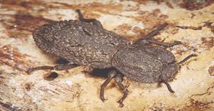 Beetles: শক্তিশালী গুবরে