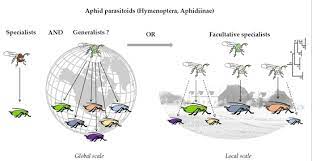Voortgekomen uit de sluipwespen (één van de twee hoofdgroepen binnen de hymenoptera) kunnen. Insects Free Full Text Generalist Aphid Parasitoids Behave As Specialists At The Agroecosystem Scale Html