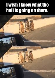 Pin On All Types Of Funny Pictures Funny Memes Funny Jokes