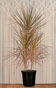 Image result for dracaena