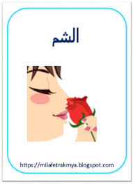 ملفات رقمية ملف بالصور عن سلامة الحواس Preschool Crafts Blog Post