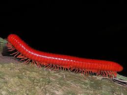 Image result for Heywoodia lucens