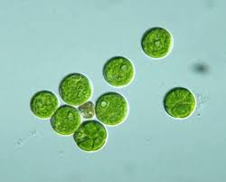 Image result for Peponium sp. A