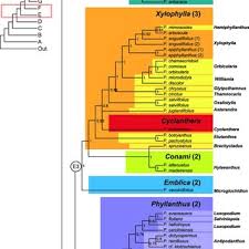 Image result for Phyllanthus loandensis