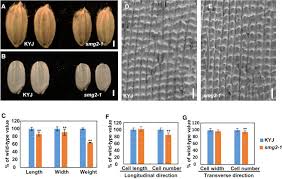 Control Of Grain Size And Weight By The Osmkkk10 Osmkk4 Osmapk6 Signaling Pathway In Rice Sciencedirect