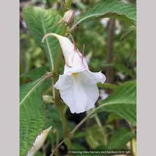 Image result for Impatiens gomphophylla