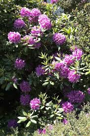 Garten Azalee Oder Rhododendron Web Design Kommunikation Marketing