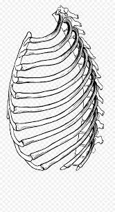 Enclose three elongate shapes on one side of the sternum. Filerib Cage Psfpng Wikimedia Commons Animal Rib Cage Drawings Free Transparent Png Images Pngaaa Com