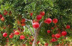 Found primarily thriving in mediterranean countries, which is. Climate Soil Requirements Of Pomegranate Kalliergeia