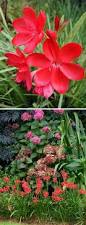 Image result for Hesperantha