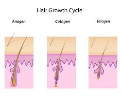 Stages of the hair growth cycle. The Hair Growth Cycle Trichology