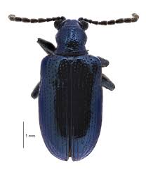 Image result for Blotiella natalensis