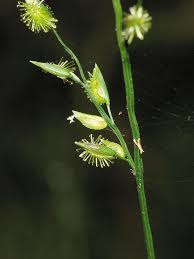 Image result for Pseudechinolaena polystachya